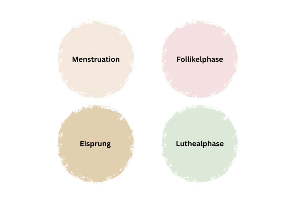 Die 4 Zyklusphasen im Überblick